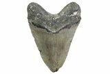 Huge, Fossil Megalodon Tooth - North Carolina #384106-2